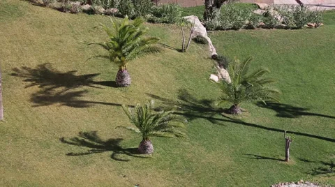 Small palm trees in windy day Vídeo Stock 37695825