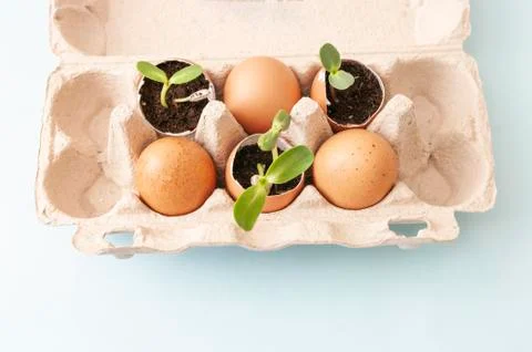Small pants in box of eggs, eggshells, soil, planting, gardening at home. Zer Stock Photos