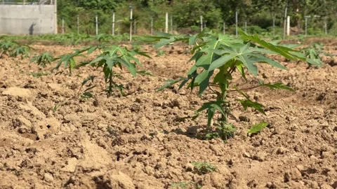 Small papaya seedlings develop in orderly lines across farmland, with worked Stock Footage 330413596
