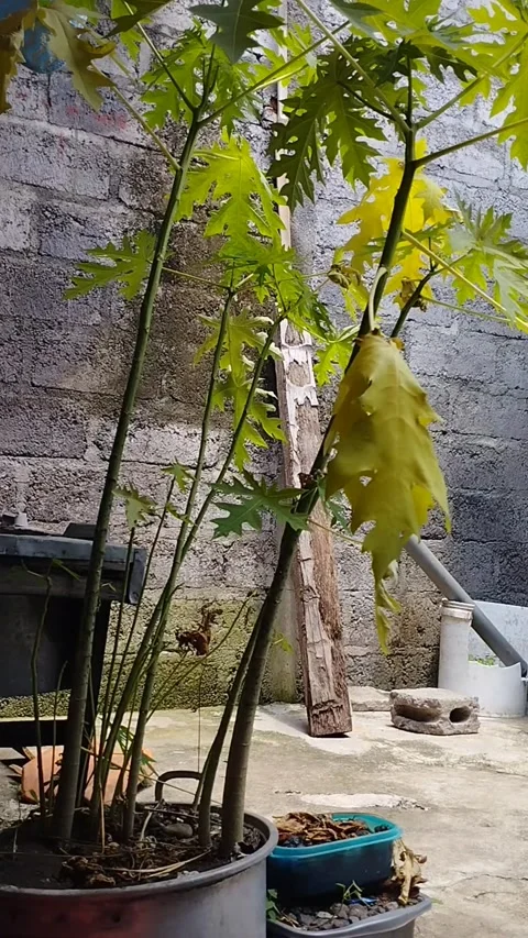 A small papaya tree growing in a pot Stock Footage 225007432