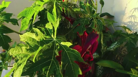 Small papaya tree moving in the wind during sunset among other tropical plant Stock Footage 164060507