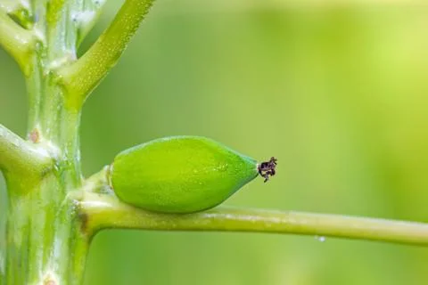 Small papaya is wet with a drop of water on the tree in organic farm. Stock Photos