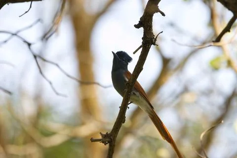 Small paradise flycatcher on a slender tree branch, its feathers ruffled in the Stock Photos