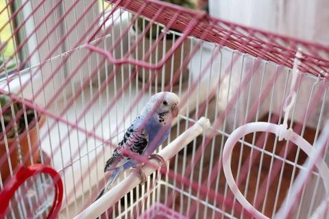 A small parakeet rests on a perch inside its pink cage, near a window. Stock Photos