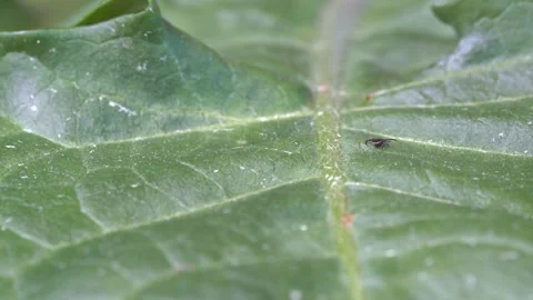 Small parasitic Tick is crawling on green leaf in nature - Follow focus Vidéo 244296884