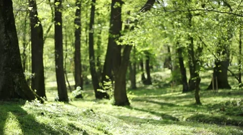 Small Park River Meanders Stock Footage 46126457