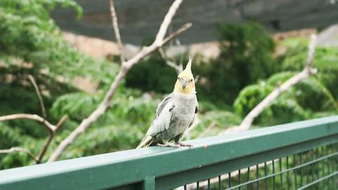 A small parrot bird that is primarily found in aviary Foto stock