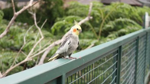 A small parrot bird that is primarily found in aviary Foto stock