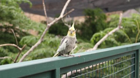 A small parrot bird that is primarily found in aviary Foto stock