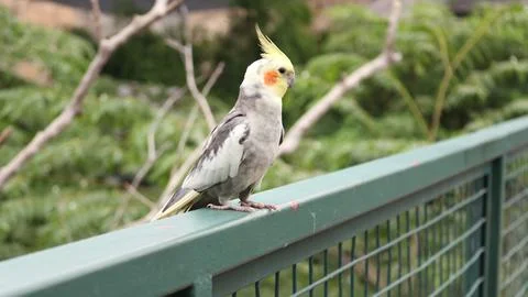 A small parrot bird that is primarily found in aviary Foto stock