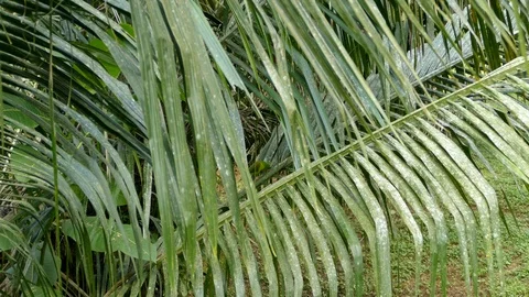 Small parrot camouflaging within large palm tree in the wild in South America Stock Footage 99118614