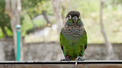 Small parrot enjoys itself in a park Stock Footage