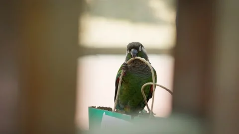 Small parrot enjoys itself in a park Stock Footage 152932933