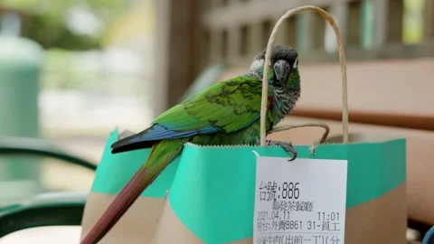 Small parrot enjoys itself in a park Stock Footage 152933128
