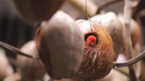 Small Parrot inside nest 스톡 동영상 138821602