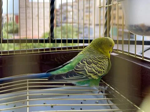 Small parrot inside a small cage Foto stock