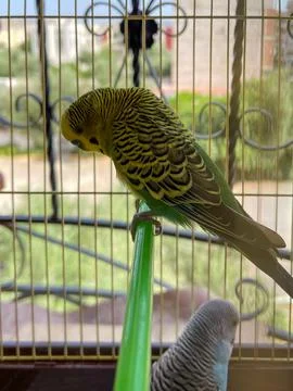 Small parrot inside a small cage Stock Photos