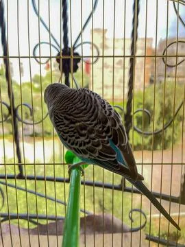 Small parrot inside a small cage Stock Photos