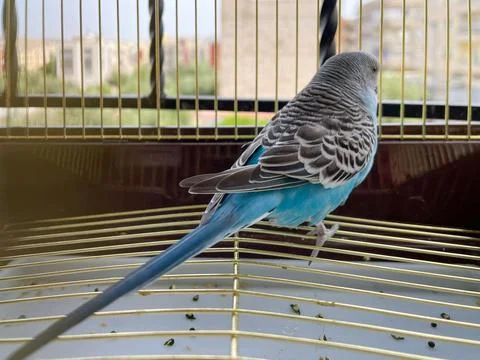 Small parrot inside a small cage Stock Photos