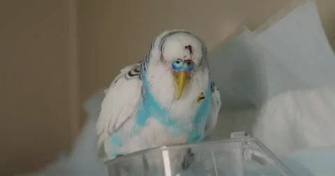 A small parrot is shaking and sitting ruffled in a veterinary hospital. The Stock Footage 278508946