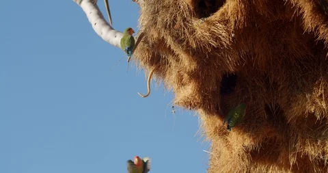 Small parrots are flying around the nest in the quiver tree, wildlife of Namibia Video stock 127647084