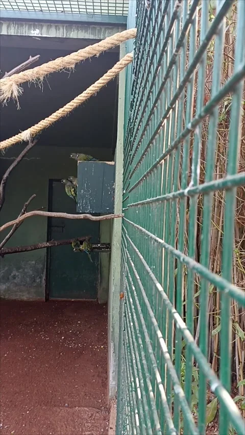 Small Parrots Perched and Flying Inside Cage Rabat Temara Zoo Stockbeeldmateriaal 343959583