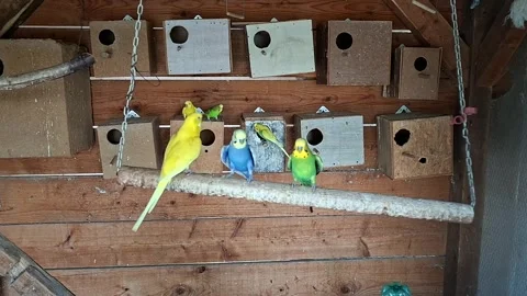 Small Parrots on a Swing Stock Footage 345571313
