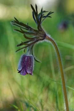 Small pasque flower Stock Photos