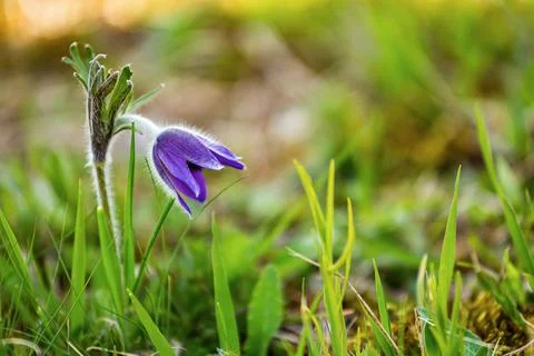 Small pasque flower Stock Photos