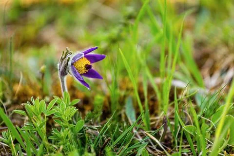 Small pasque flower Stock Photos