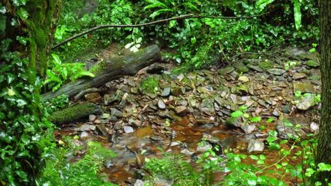 Small passage of water between the thick vegetation of the forest, view betwe Stock Photos