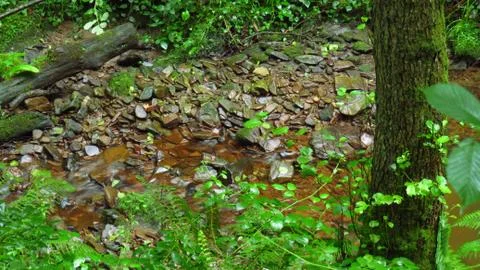 Small passage of water between the thick vegetation of the forest Stock Photos