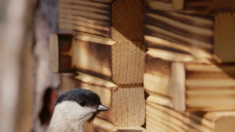 Small passerine bird Coal tit or Cole tit lands in a birdhouse Stock Footage 181836742