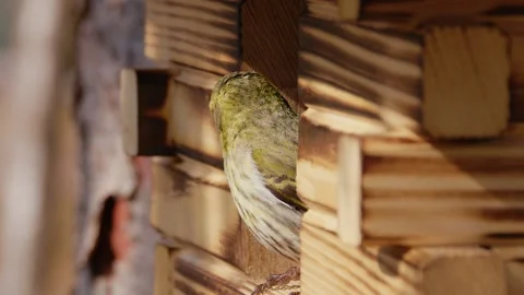 Small passerine bird Eurasian siskin (Spinus spinus) eating sunflower seeds Stock Footage 181843338