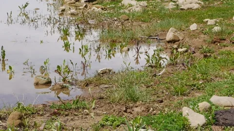 Is a small passerine bird The white wagtail (Motacilla alba) Stock Footage 136889276