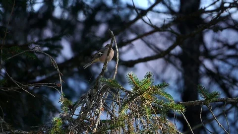 A small Passerine cheffinch on a pine tree fliying away Vidéo 128809519