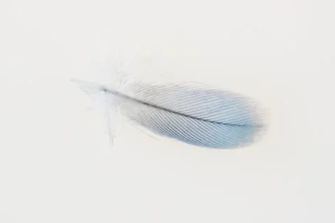 Small passerine feather on a white background. macro Stock Photos
