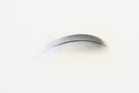Small passerine feather on a white background. macro Stock Photos