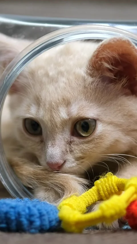 A small pastel-colored kitten crawls into a small glass aquarium and falls .. Stock Footage 285708467