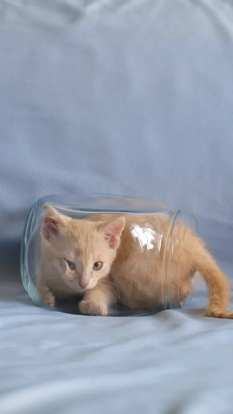 A small pastel-colored kitten plays with a red rubber band and climbs into .. Stock Footage 285707959