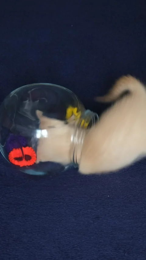 A small pastel-colored kitten plays with a red rubber band and climbs into .. Stock Footage 285708330