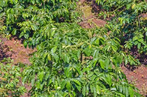 Small Patch of a Coffee Plantation Crop Stock Photos