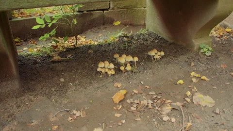 A small patch of earth underneath a building is covered with inedible fungi. Stock Footage 311887275