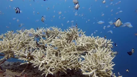 Small patch of finger coral alive with a variety of small reef fish Video stock 169374783