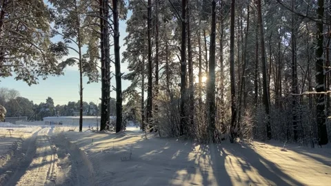 Small patch of forest Stock Footage 226950674