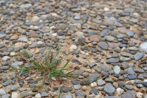 Small Patch of Grass Among Sand and Pebbles on a Beach Pathway Stock Photos