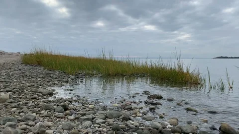 Small patch of grass grows amongst pebbles of shallow beach Stock Footage 122115768