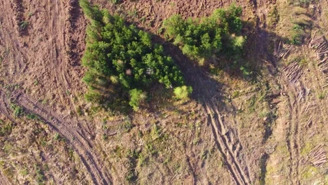 Small Patch of Green Trees Left After Deforestation Showing the Impact of Stock Footage 332626972