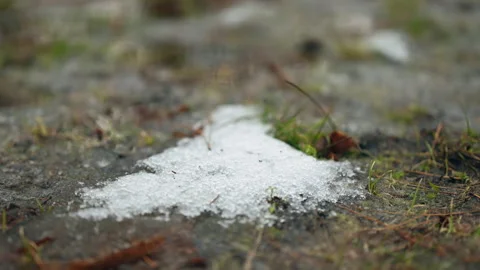 Small patch of melting snow resting on wet ground with pine needles and grass Stock Footage 329402555