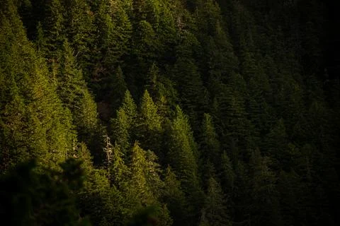 Small Patch of Pines Are  Lit By Morning Light 库存照片